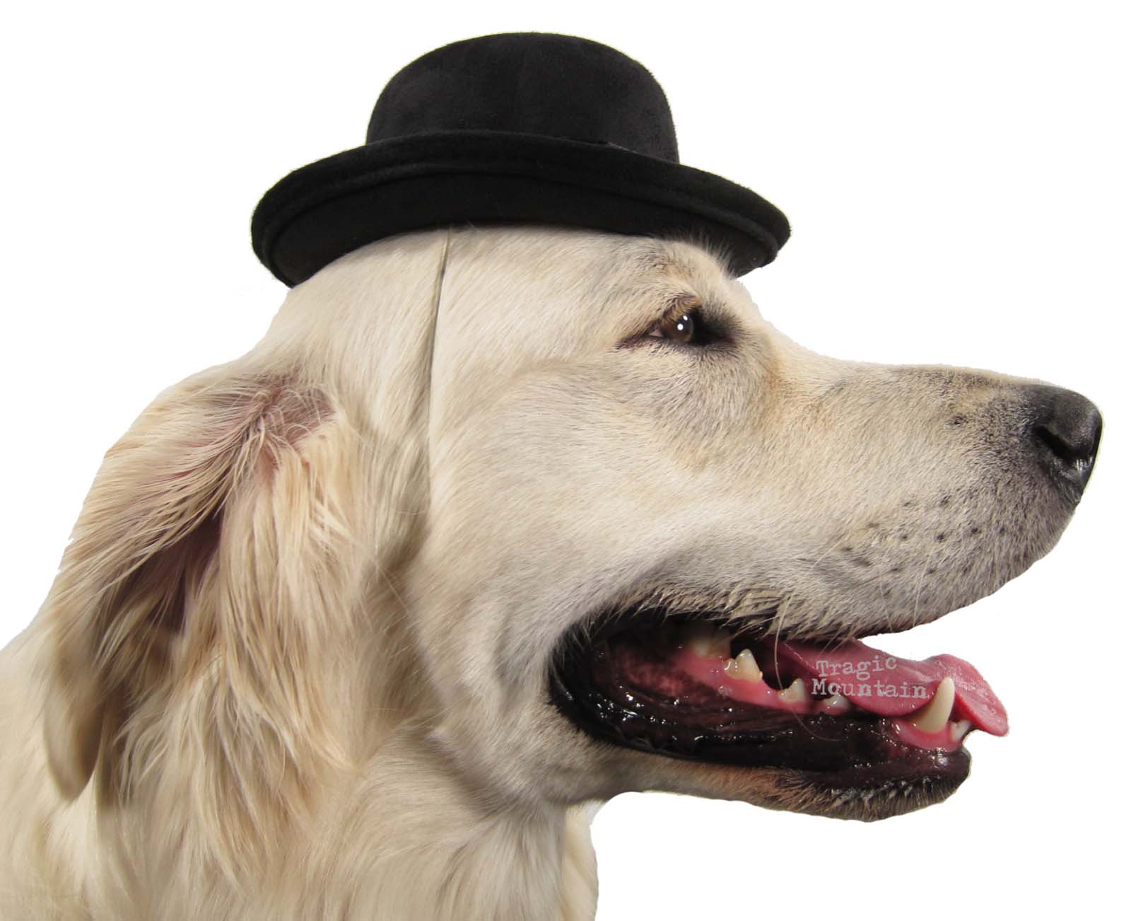 pork pie hat for dogs