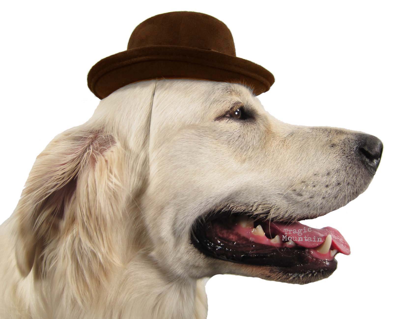Small Bowler Hat Costume Blocked Pet Dog Elastic Strap Brown Western